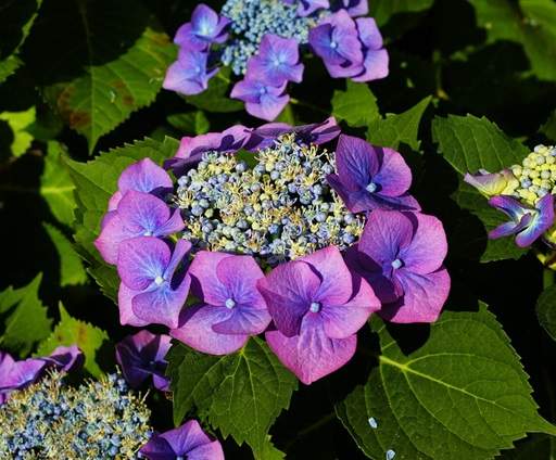 Hydrangea purple-blue flowers
